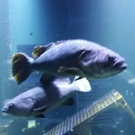 Lejlighed Le Vivier Avec Parking