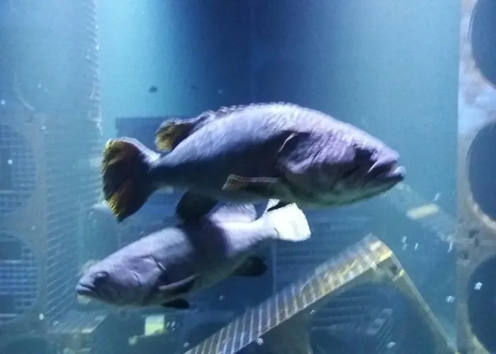 Apartment Le Vivier Avec Parking